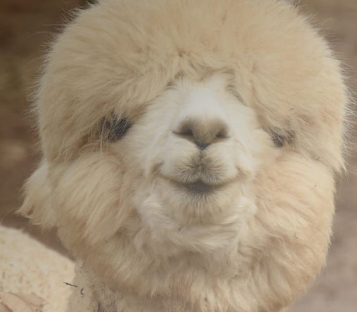 BHF_Alpaca_Zeus.JPG