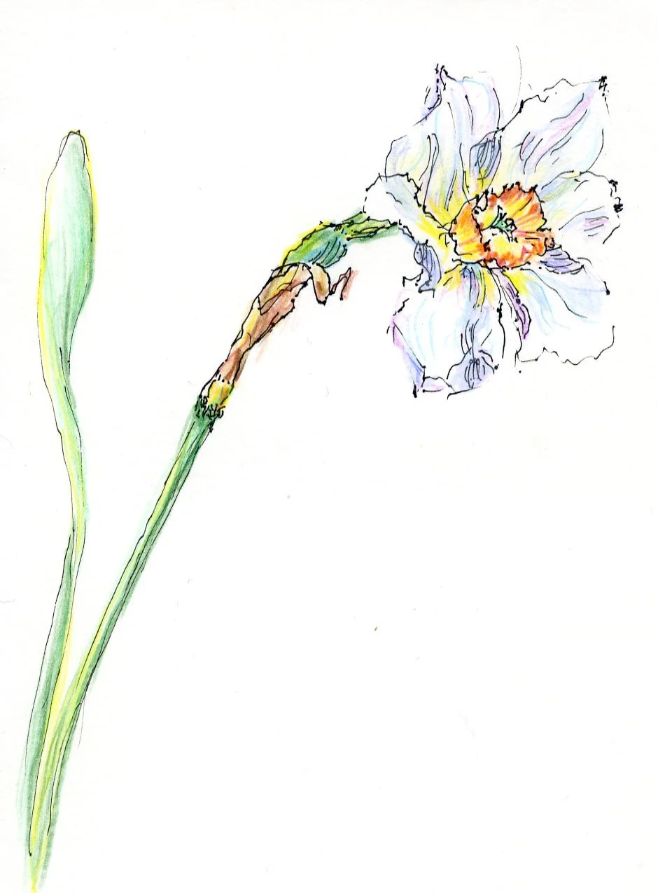 #1Jonquil.jpg