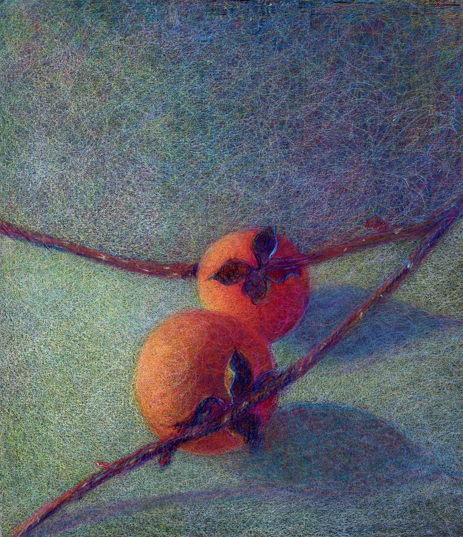 Persimmons three’ Color Pencil