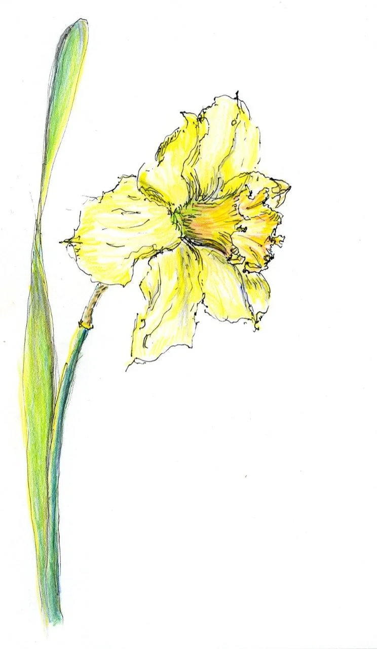 Yellow Daffodil drawing by Susan Due Pearcy