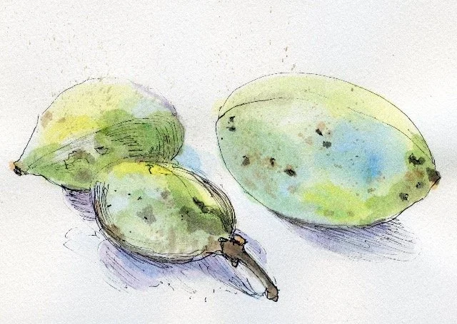 Paw Paws!