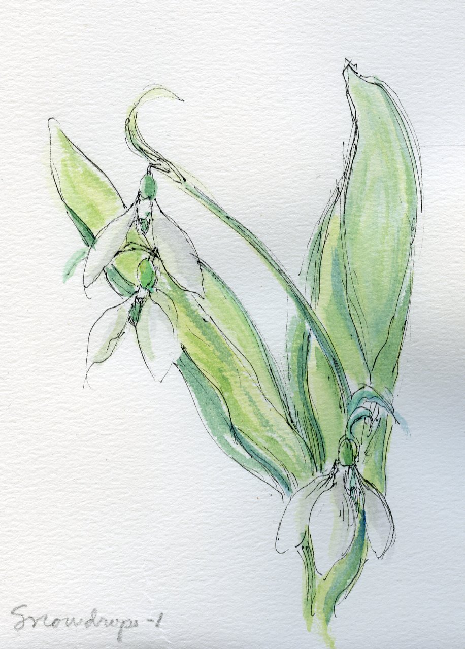 Snowdrops-1.jpg