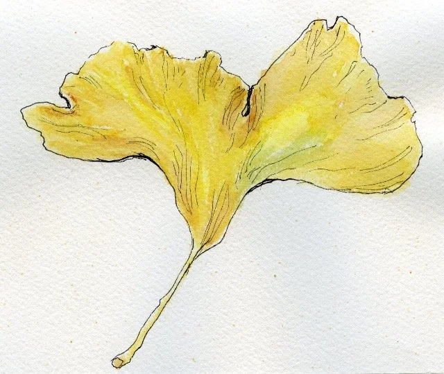 Ginko