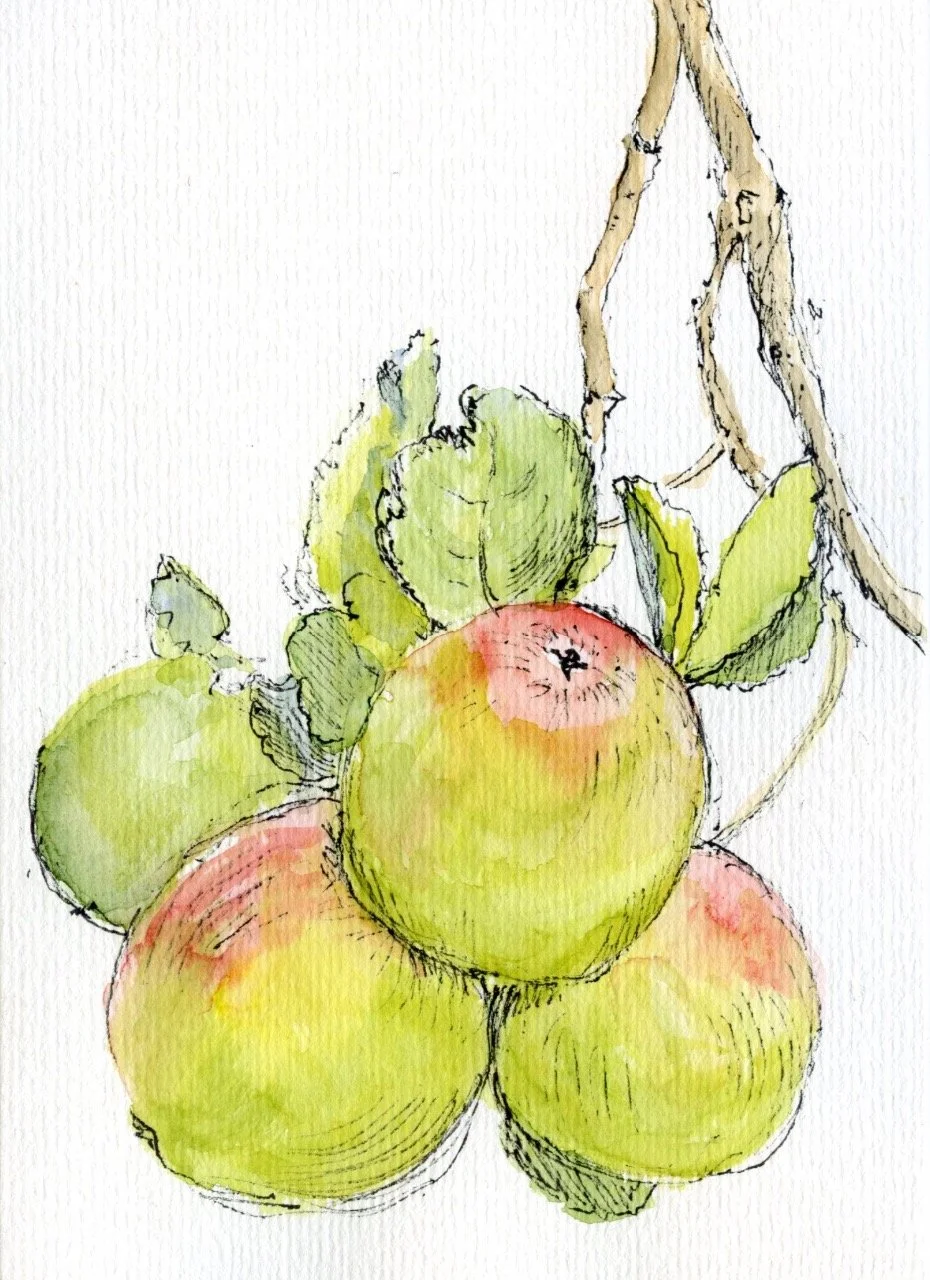Apples 7" x 5" Pen and Watercolor