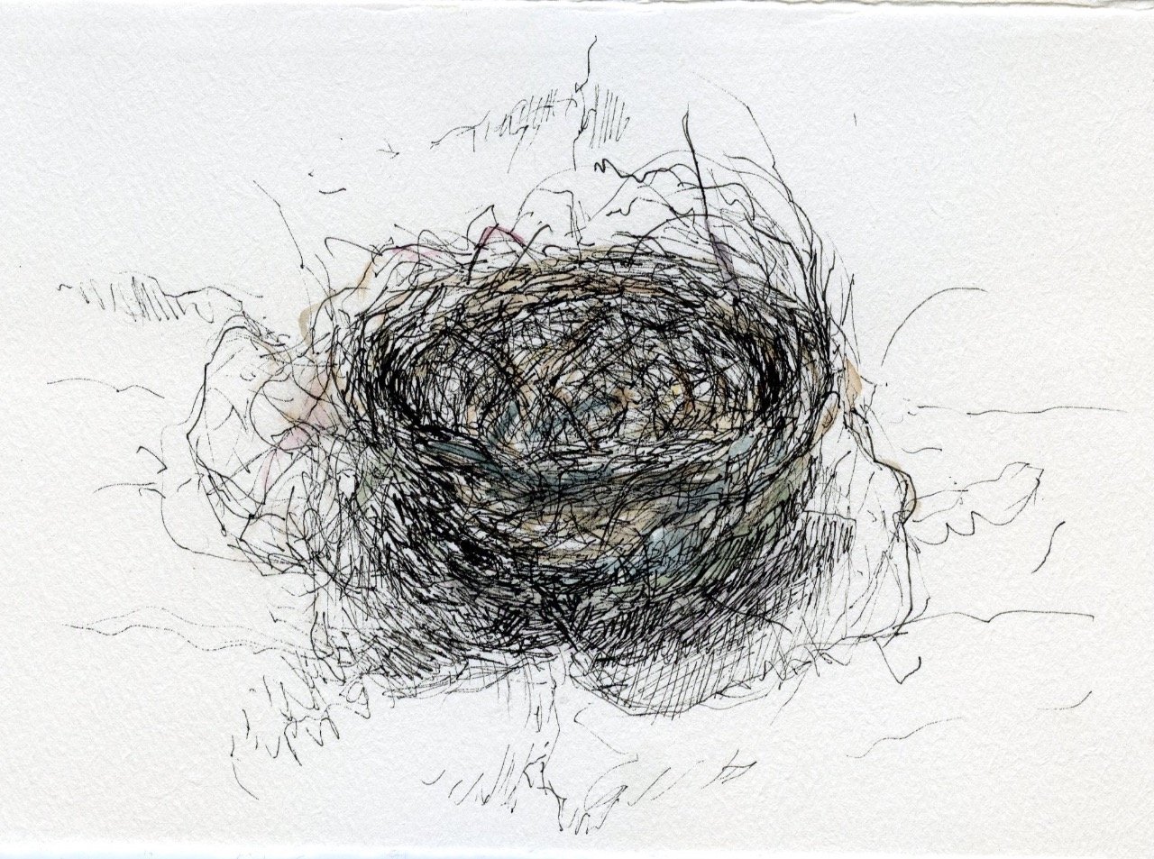 Nestsketch2026jpg.jpeg