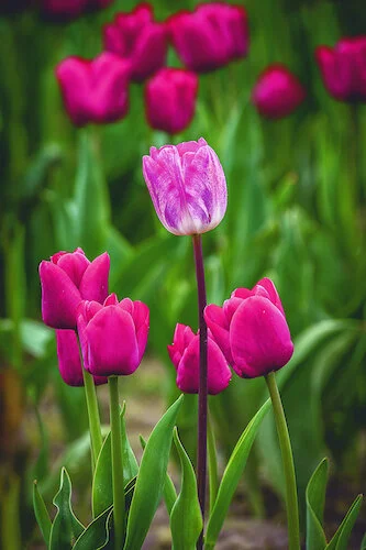 Spring Flowers Photo Field Trip:  Postponed