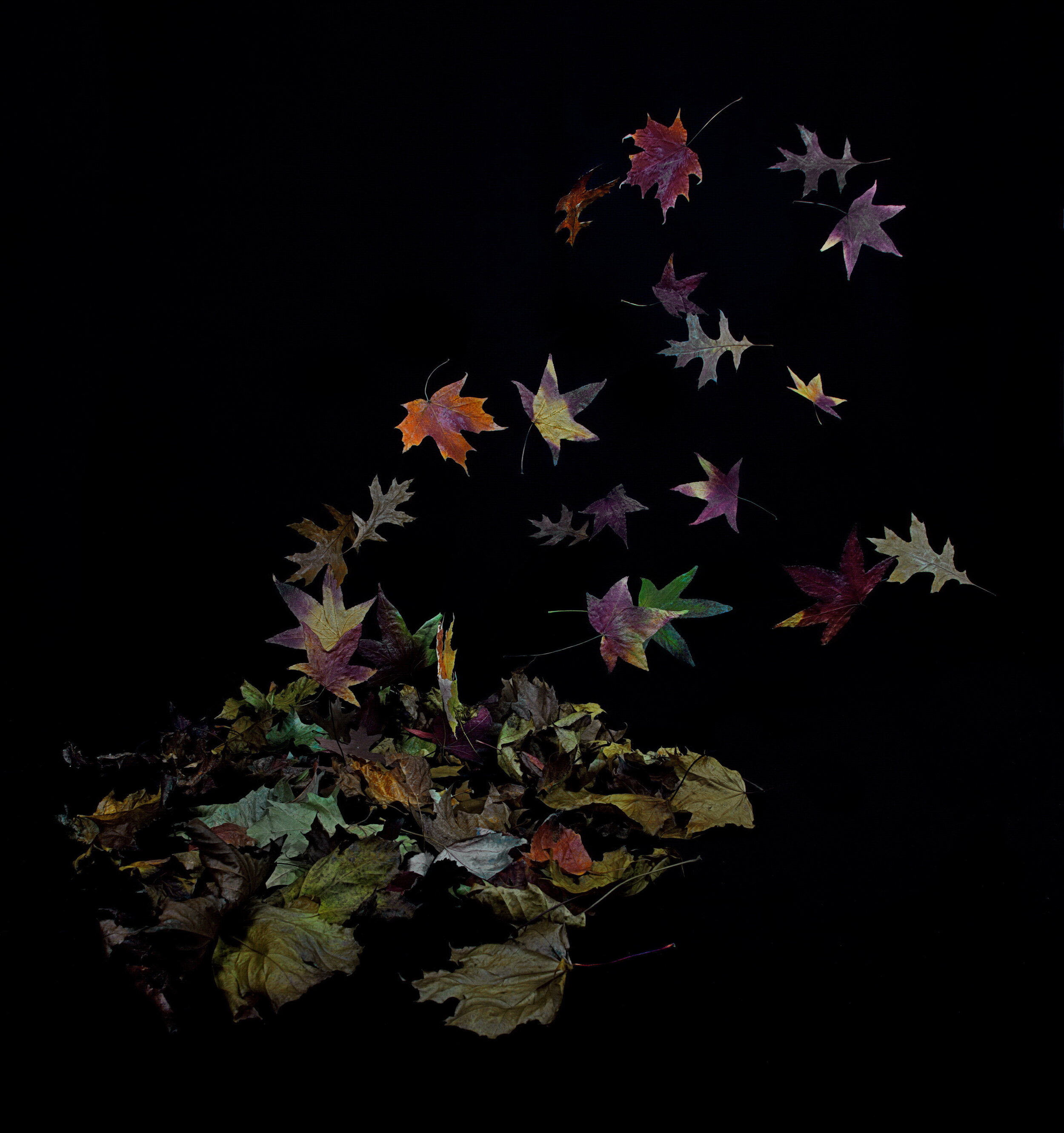 Nov 2015: Leaves-Doug Compau