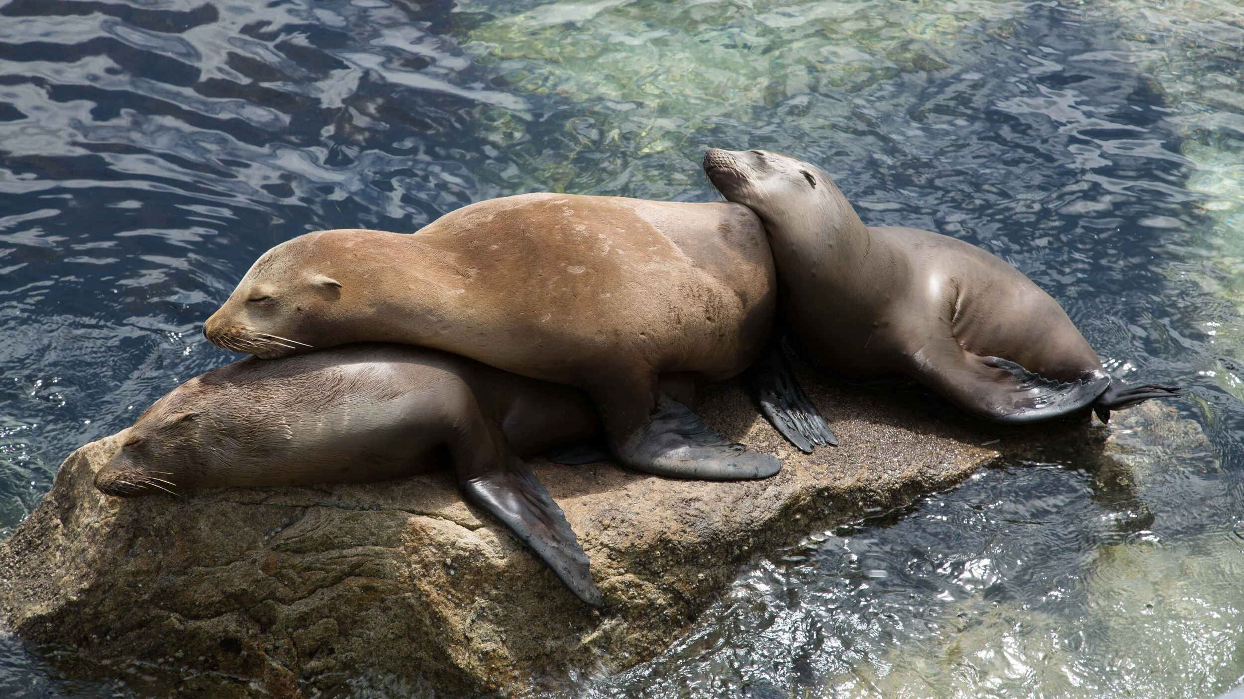 September 2020: Ocean/Harbor Life