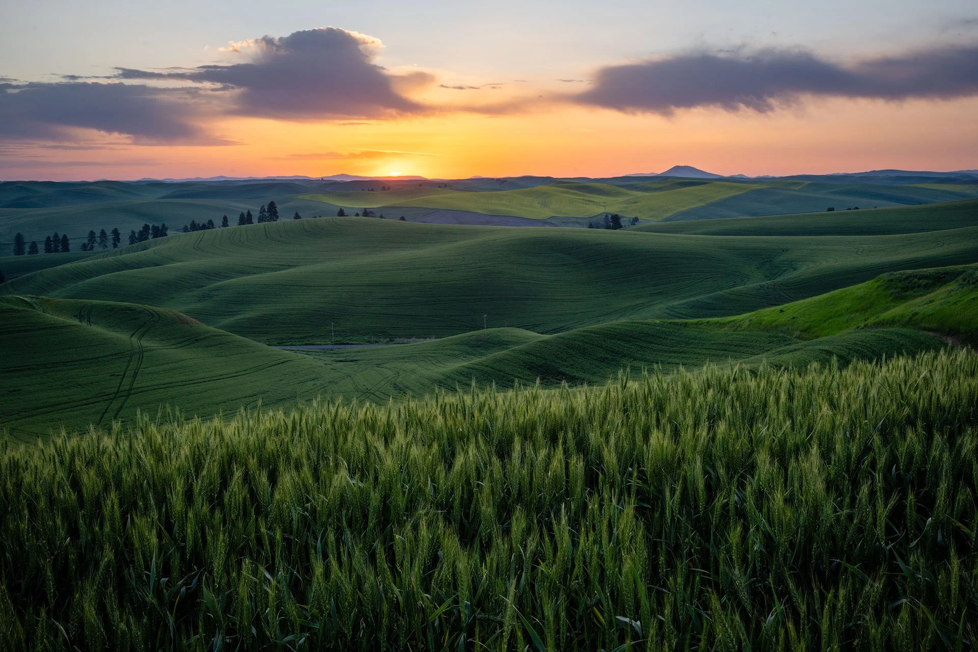 Palouse