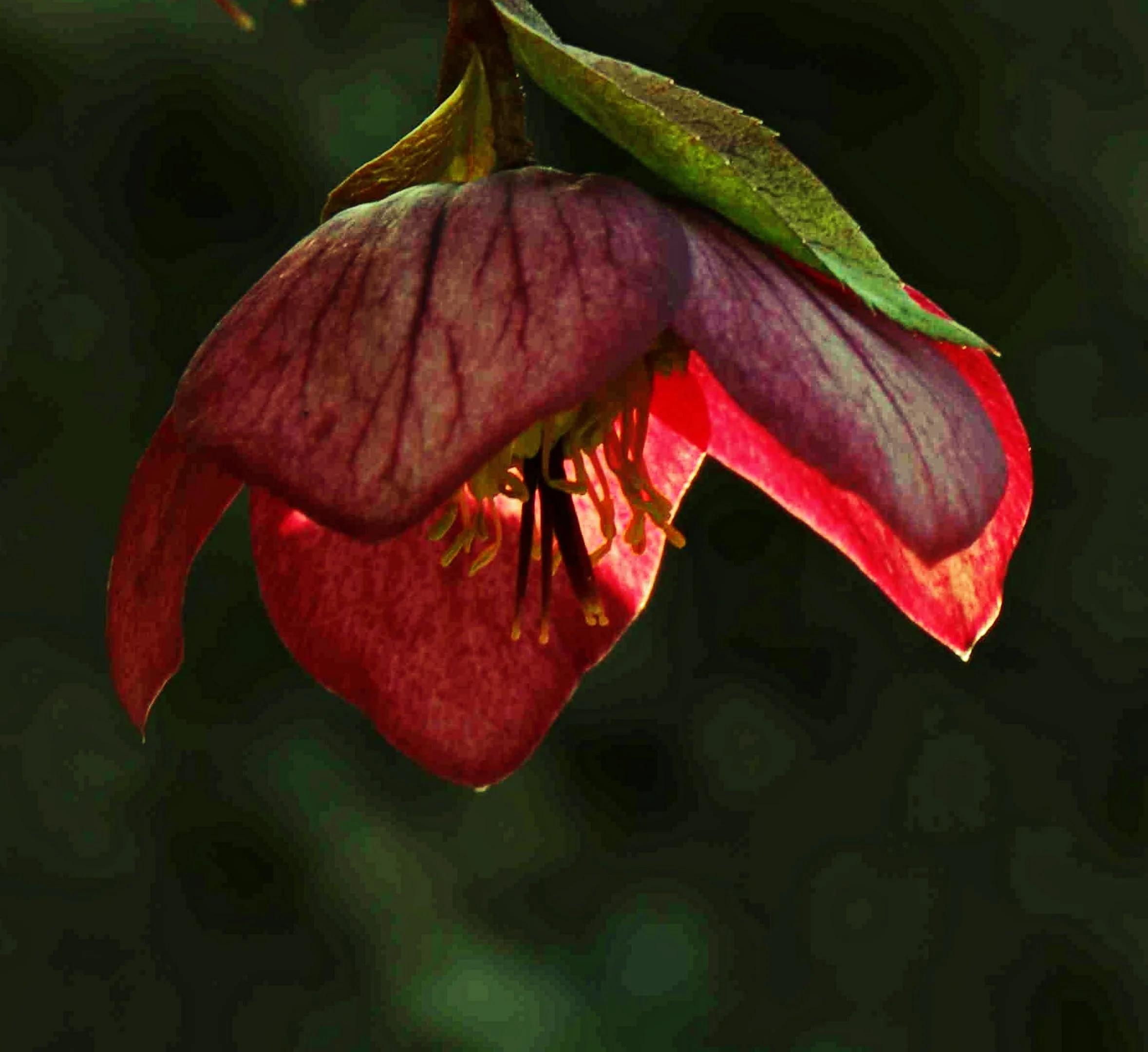 Myrtle Jones-Hellebore