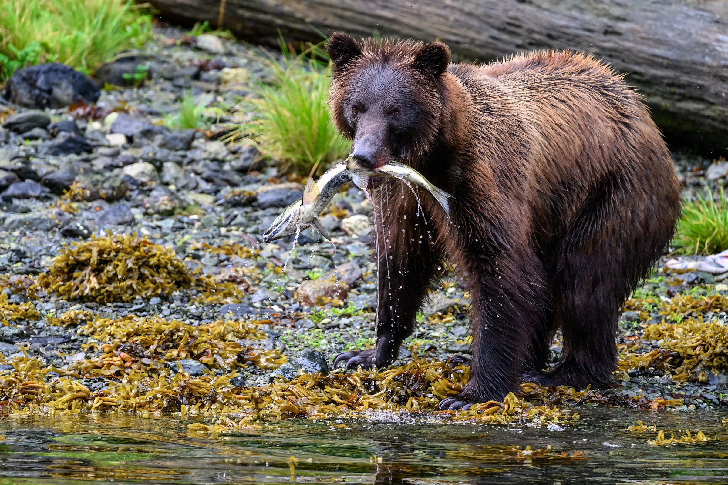 Bob Wightman-Brown Bear