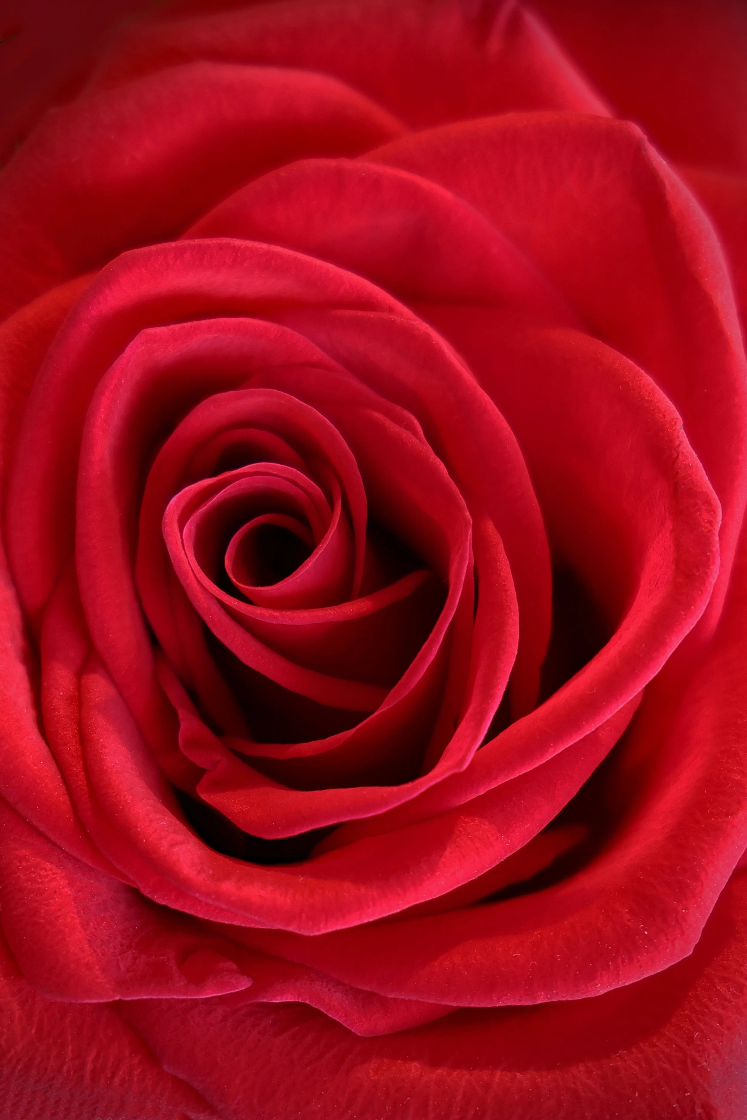 January 2026: The Color Red