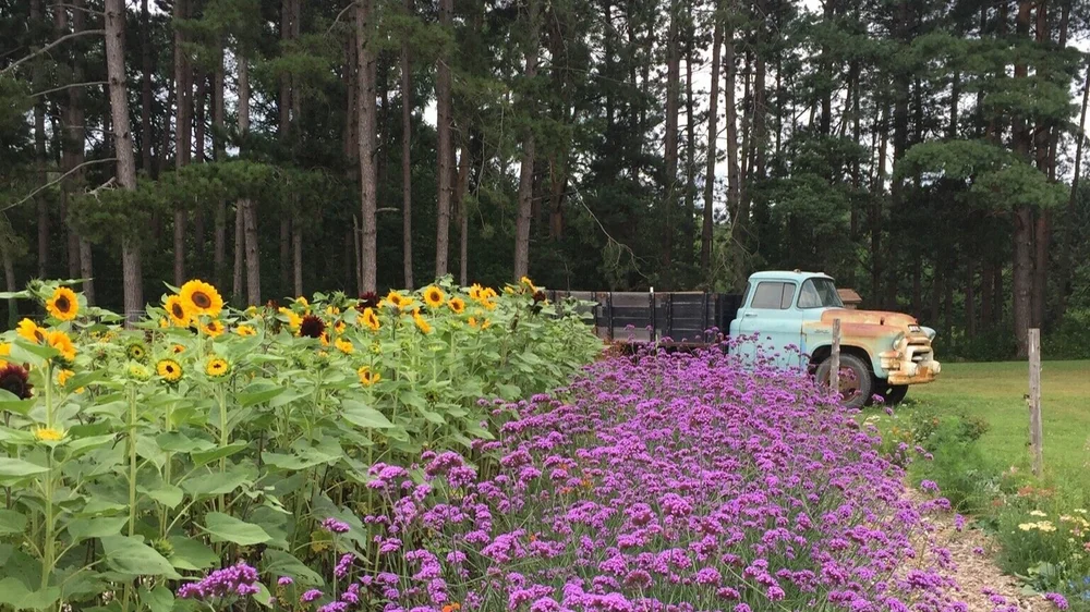 BLUEMS — BURDICK BLUEBERRIES