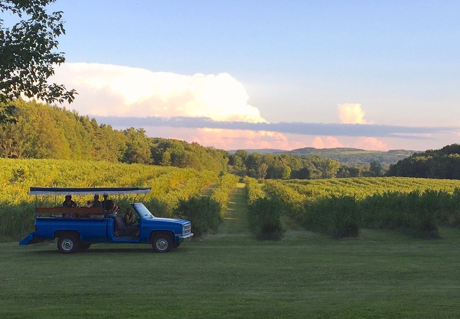 Blueberry truck surrey driving around Burdick Blueberries