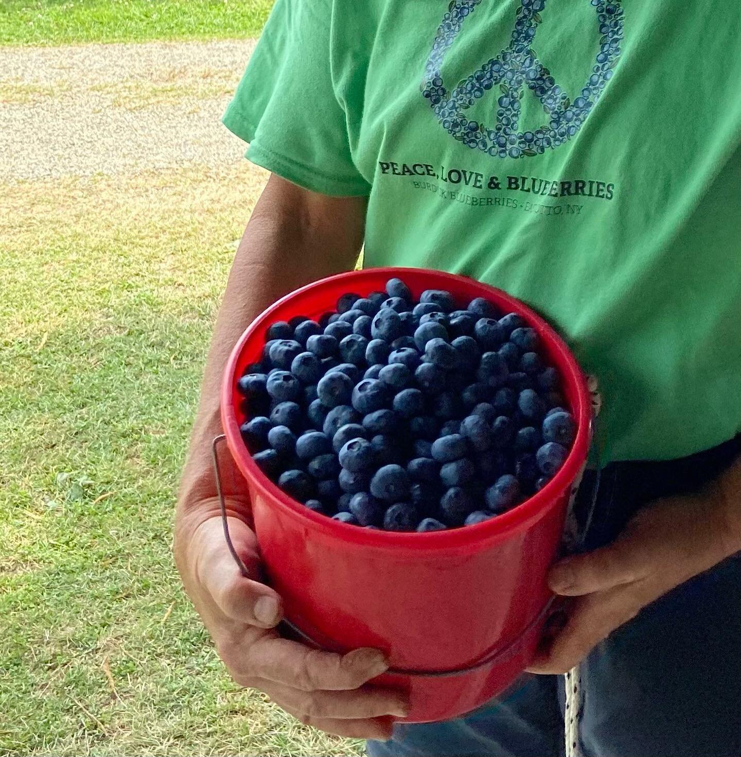 You all have been doing a lot of blueberry picking these last three weeks. No worries though &mdash;lots more of amazing berries ready to pick! 
￼#burdickblueberries #peaceloveandblueberries #WNY #pickyourown #blueberries