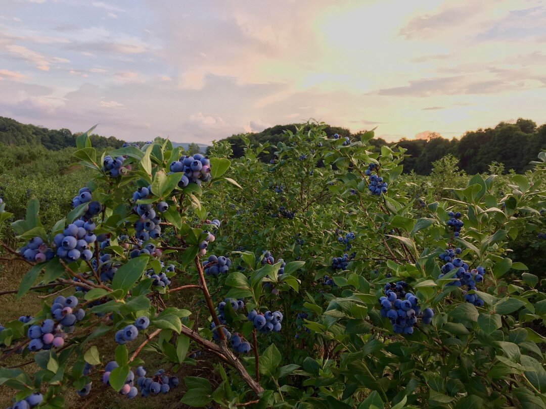 Some of you have been asking how long we&rsquo;ll be open this season. While that&rsquo;s a hard one to answer what I can tell you is that this week we will continue to have excellent picking. We will pick Coville, a blueberry variety that ripens lat