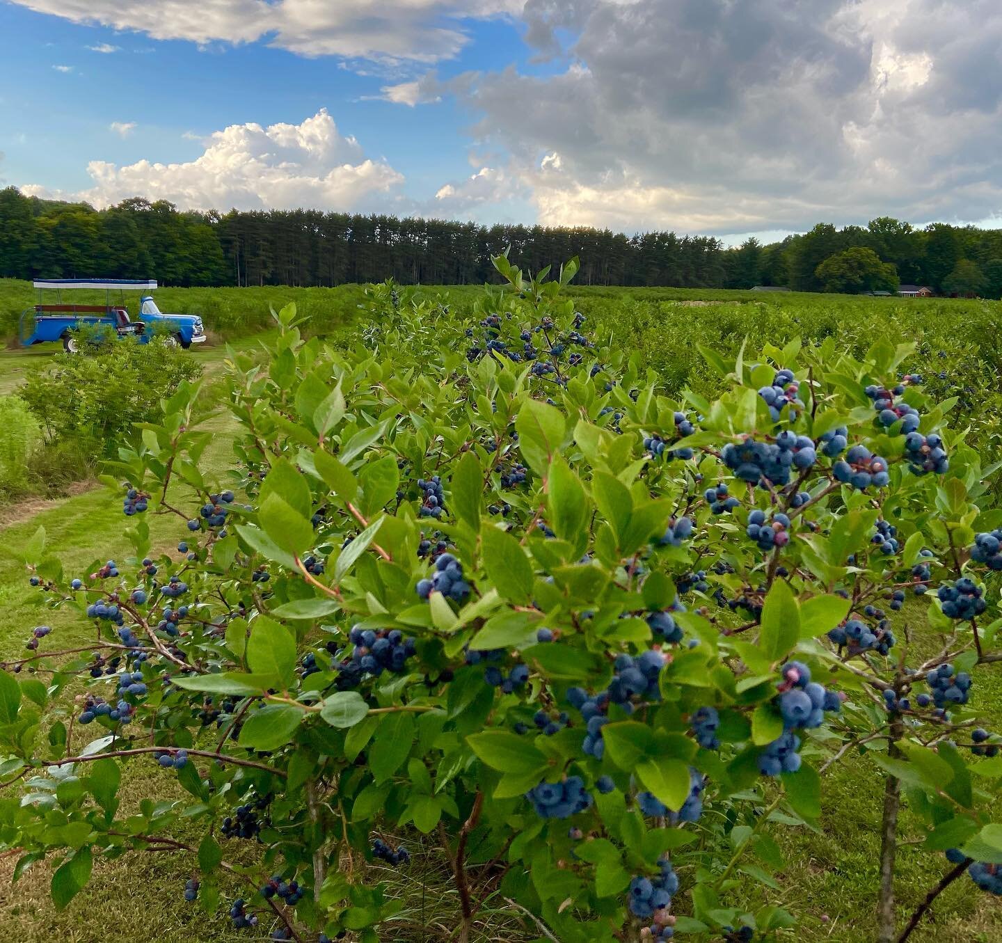 Expecting to finish up first picking Coville and Elizabeth today.  Next we have several second picking blueberry varieties, including Herbert&rsquo;s (attention Herbert fans, we know who you are). Remember this is the time in the season to check in b