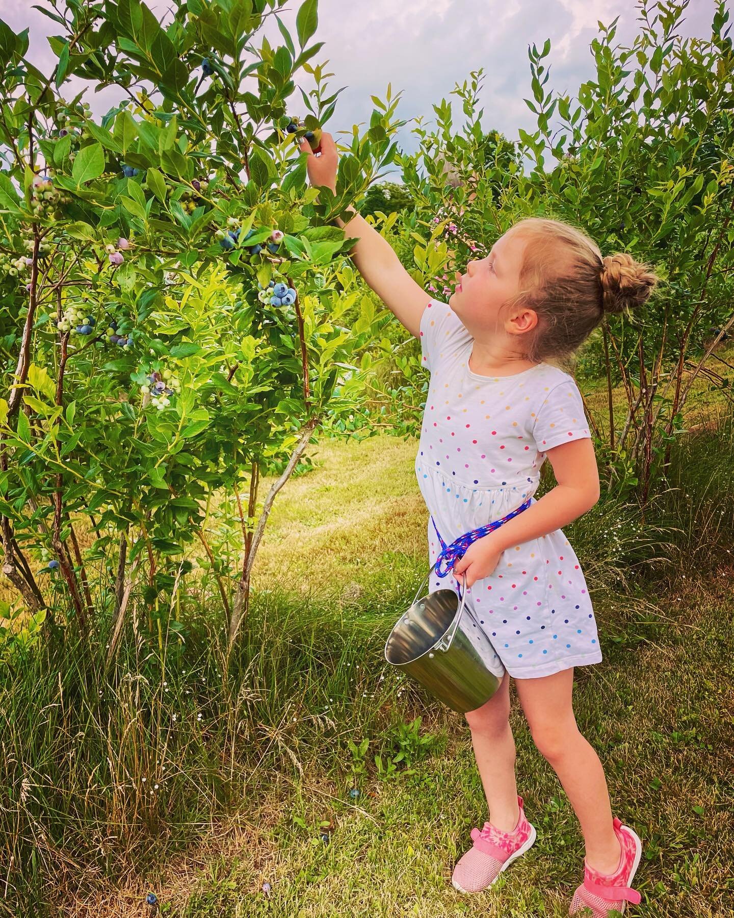 Sorry&hellip;our blueberries are temporarily out of reach. We will be closing this evening at 8pm and remain closed until our second picking of late season Coville ripen (usually 7-10 days). Stay tuned for updates. We are hopeful that it will be a go