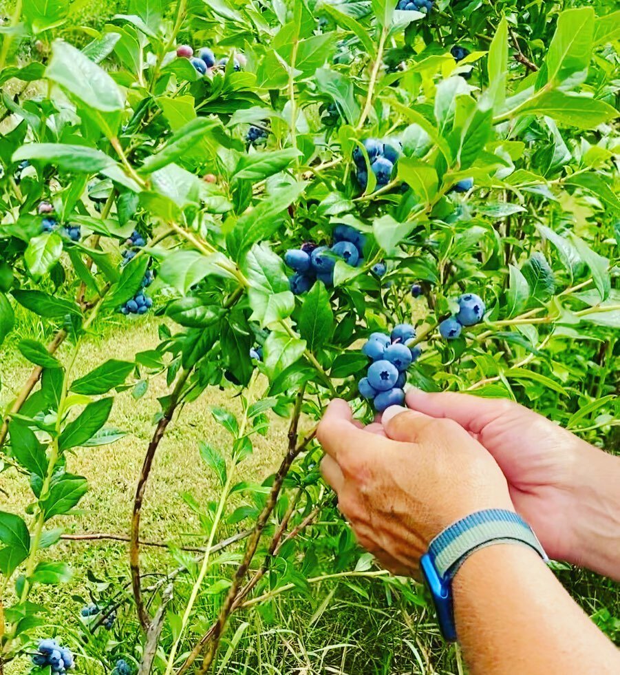 Thought we&rsquo;d be spontaneous and have a bit of fun this week! On Thursday, August 18 we will open from 4-6 pm for beautiful missed middle row blueberry picking. (Re-opening for second picking Coville in a week or so). We&rsquo;ll also have a FRE