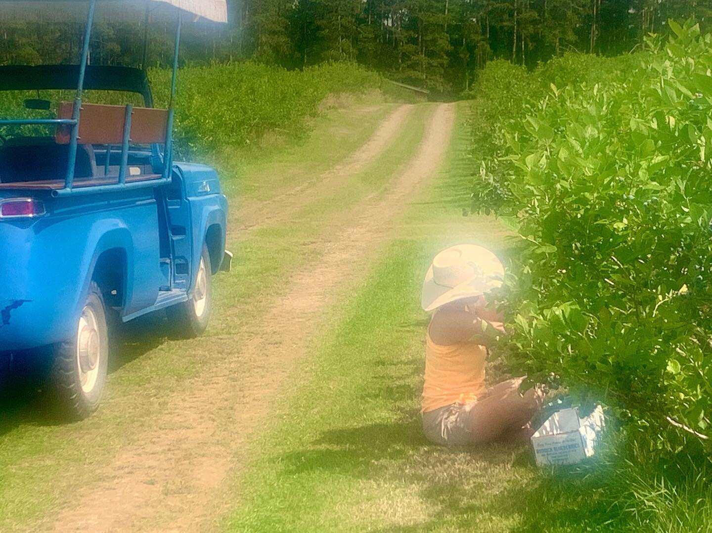 We&rsquo;ll be open today and tomorrow 8-8 or until the ripe blueberry supply runs out (August 19-20). In the second half of August picking conditions will vary, so we&rsquo;ll keep you posted.  We are starting on second picking Coville and Jersey be