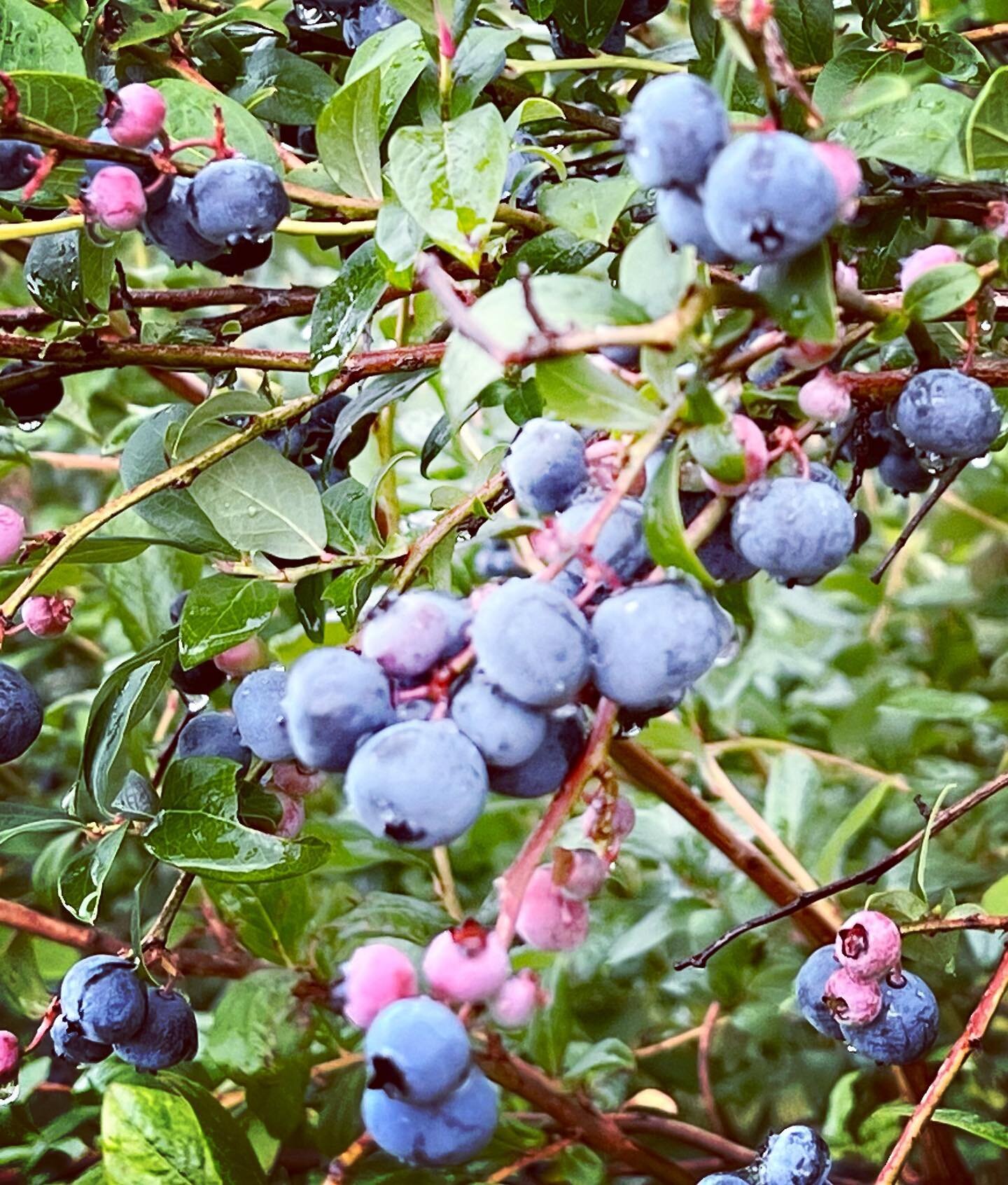 The Patch will re-open for  blueberry picking tomorrow, Wednesday, August 23 and Thursday, August 24.  8 am-8pm. Friday is a maybe depending on berry supply and the forecasted thunderstorms. We have a limited number of rows of beautiful late season p