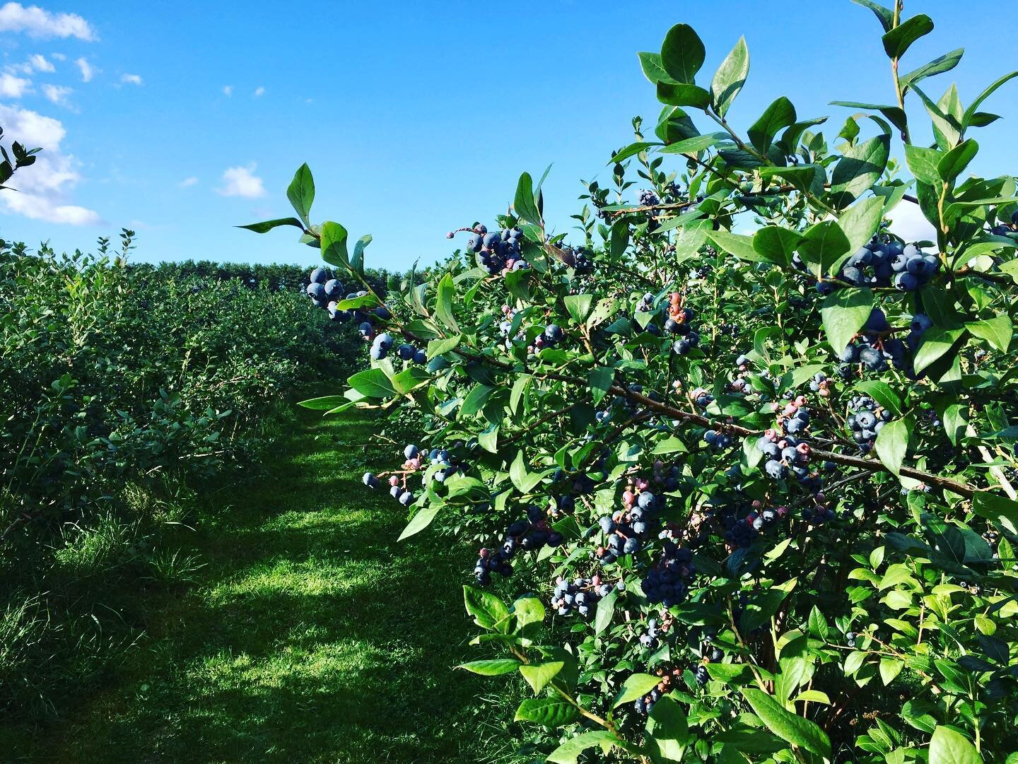 We will be closed tomorrow, Friday, August 26 due to the forecasted thunderstorms.  If you&rsquo;d like to pick a few more pounds of blueberries we will be open this Saturday, August 27 from 9:00-2:00. It will take a little  longer to fill your conta