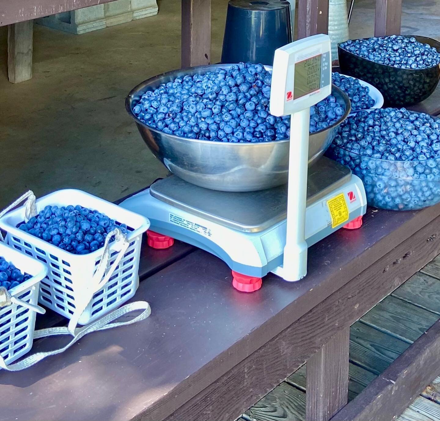 Blueberry picking is finished for the year. What a sweet summer day to wrap up a season of great picking. It was also a perfect day to host our last farm wedding of the year. Thank you for all of your blueberry enthusiasm and support. We look forward