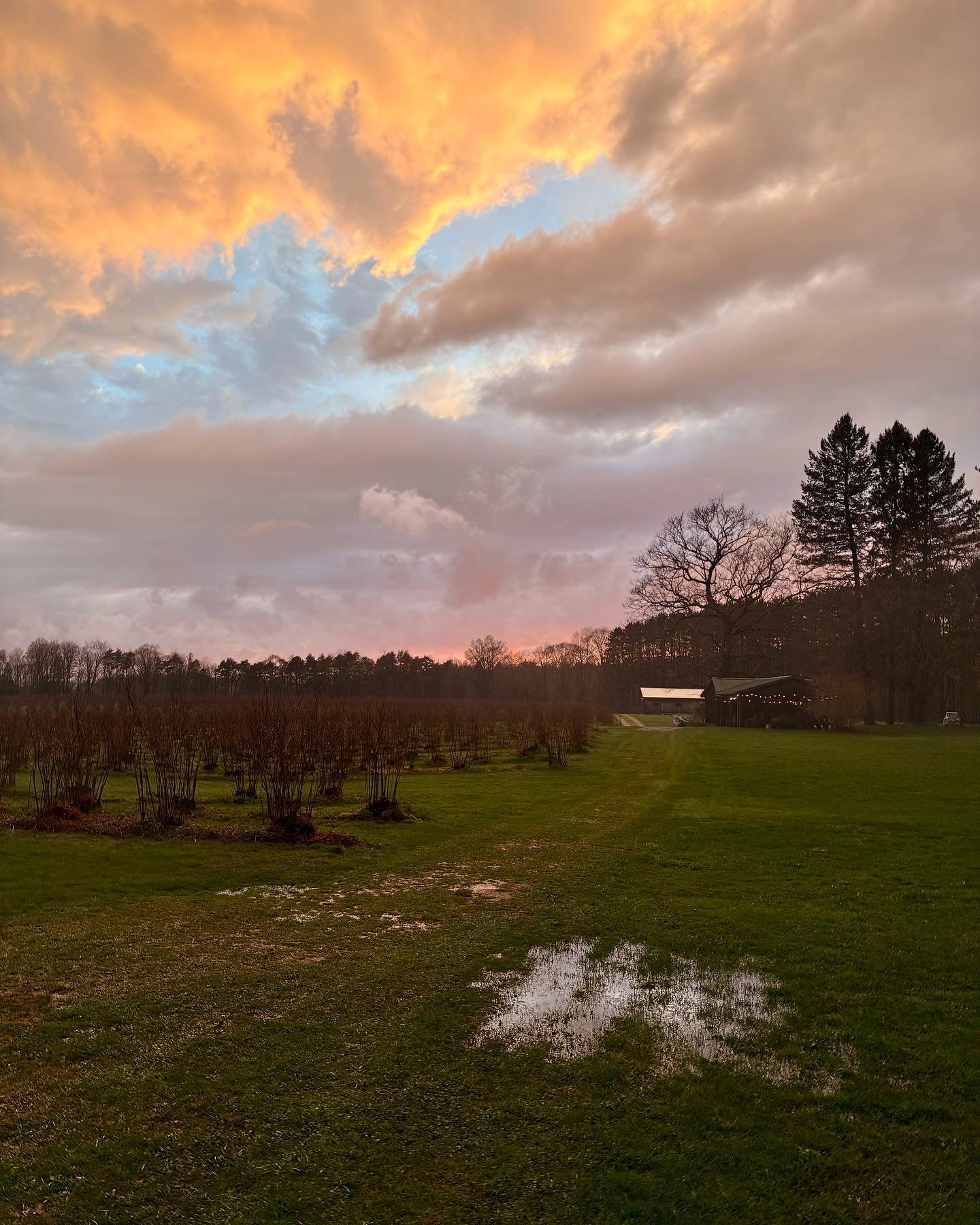 It won&rsquo;t be long now until the blueberry field is transformed into soft shades of green with white blossoms.  It changes gradually going from cranberry to rose and peach, then green and at last lots of blue&hellip;hopefully.
The dramatic rain t