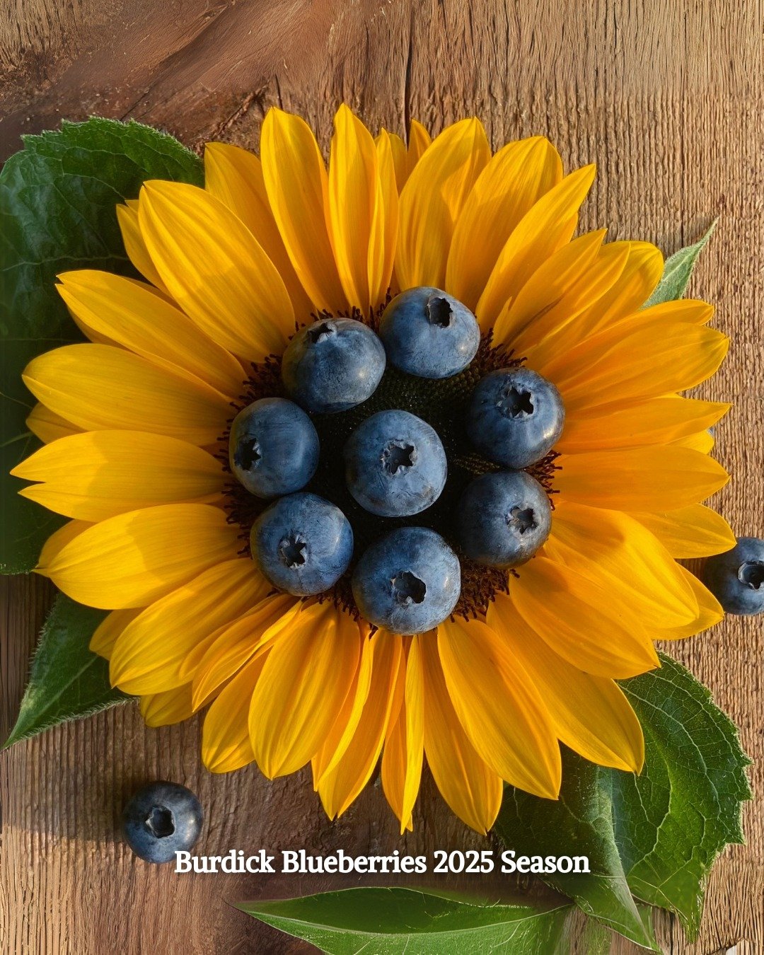 We&rsquo;ve been busy planning for the 2025 Blueberry Season, and we&rsquo;re thrilled to share a new website page with you! It&rsquo;s a one-stop destination for all the latest updates on upcoming events, season announcements, and exciting new thing