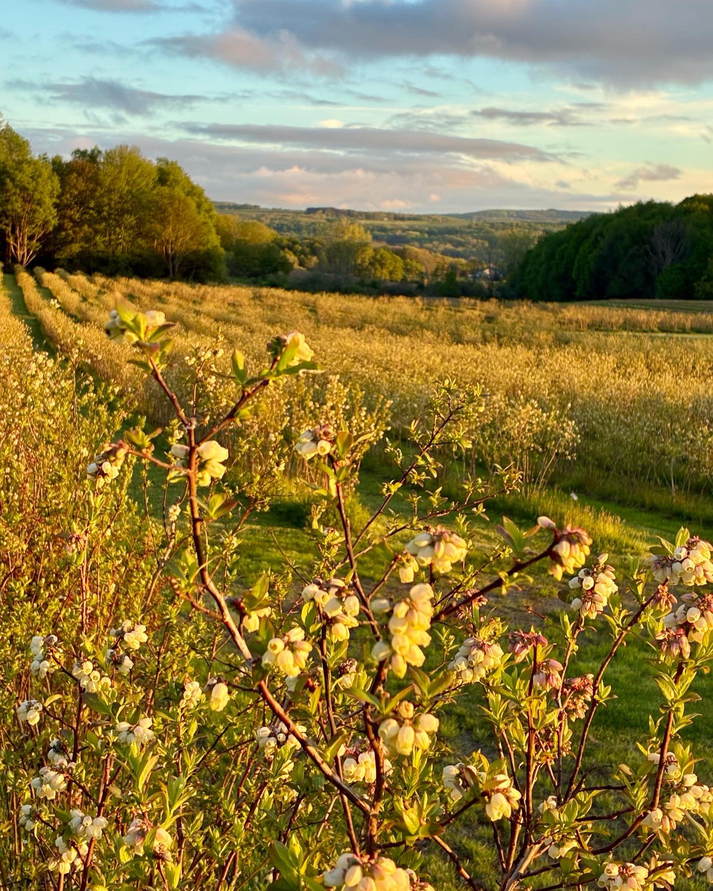 Springtime is absolutely stunning! Last evening, the sun put on a breathtaking show for us. The blueberry field is bursting with blossoms, and the honeybees and bumblebees are busy working their magic.

Did you know that well-pollinated blossoms prod