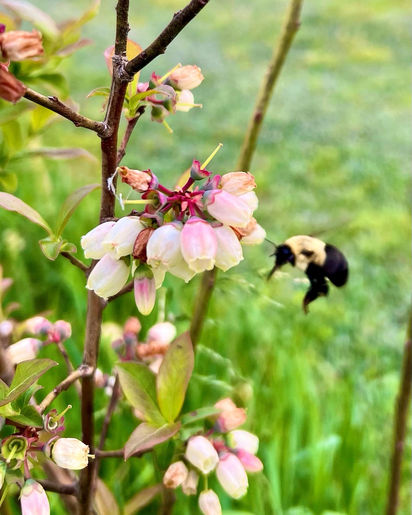 It&rsquo;s tough to say how the blueberry crop fared during those cold nights last week. We have a mix of blossoms and fruit set, but overall growth has slowed down with the cooler temperatures and rain. I&rsquo;m hoping that the damage was minimal. 
