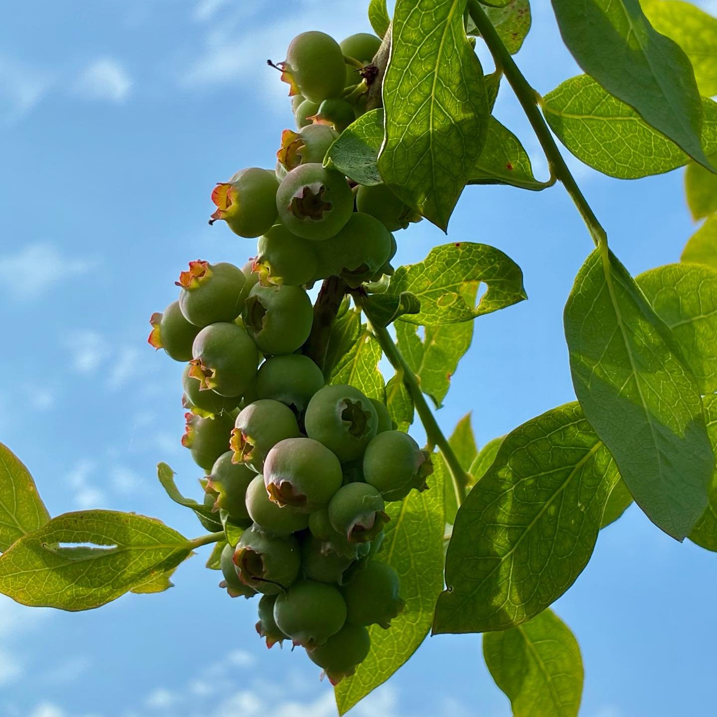 It&rsquo;s the first day of summer and I thought you&rsquo;d like to say hello to the 2025 pick-your-own blueberry crop! I&rsquo;ll be announcing opening date soon. It seems we are on target for the second week of July. The warm temperatures should m