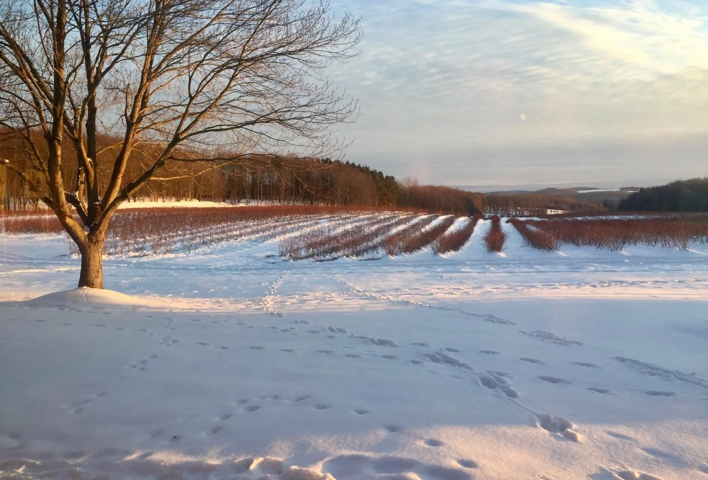 How exciting to get some fresh snow. ❄️ The farm has been extremely beautiful all winter and we&rsquo;ve enjoyed sharing it with guests. We happen to have open dates this week/weekend at The Guest House at Burdick Blueberries. We&rsquo;d love to shar
