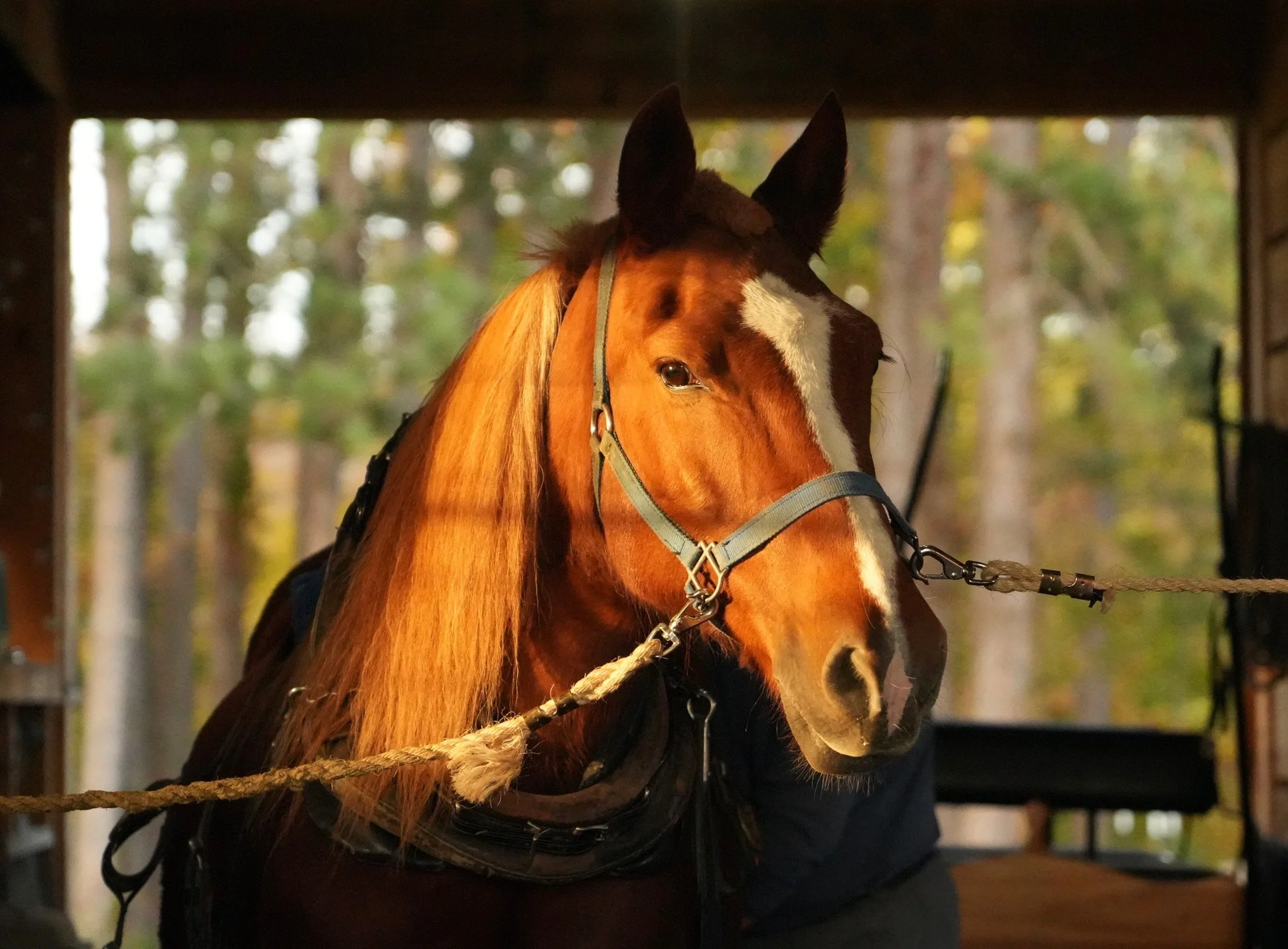 burdick-blueberries-farm-horse-east-otto-ny.jpg (1).JPG