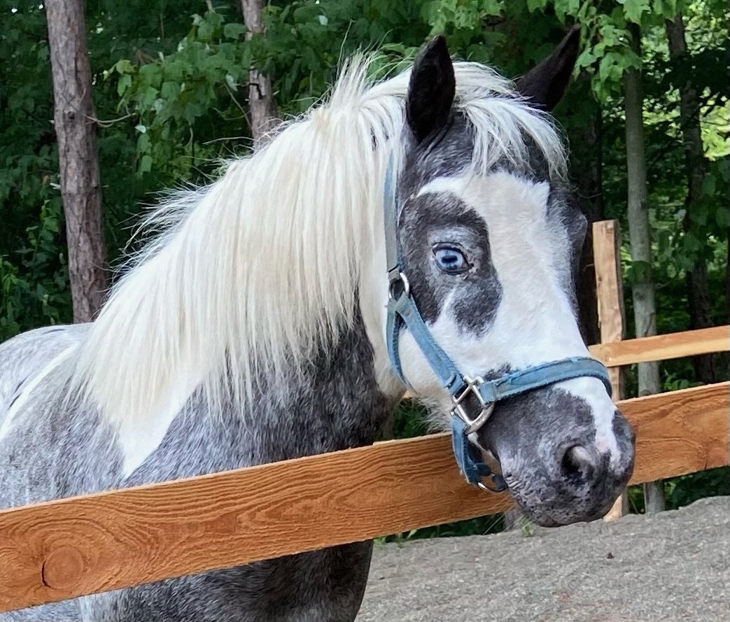 burdick-blueberries-farm-horse-east-otto-ny.jpg.JPG