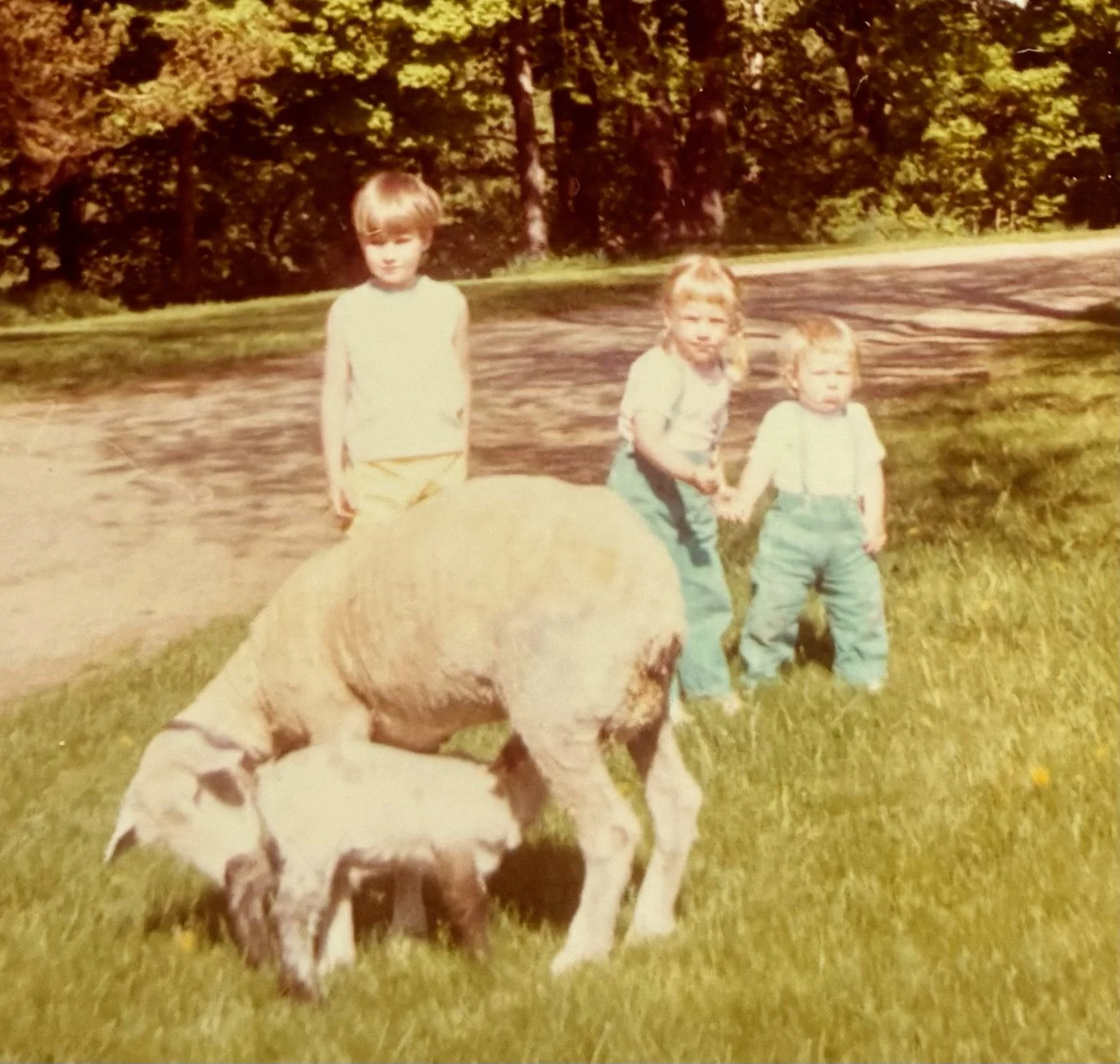 children-with-sheep-burdick-blueberries-farm.jpg (1).JPG