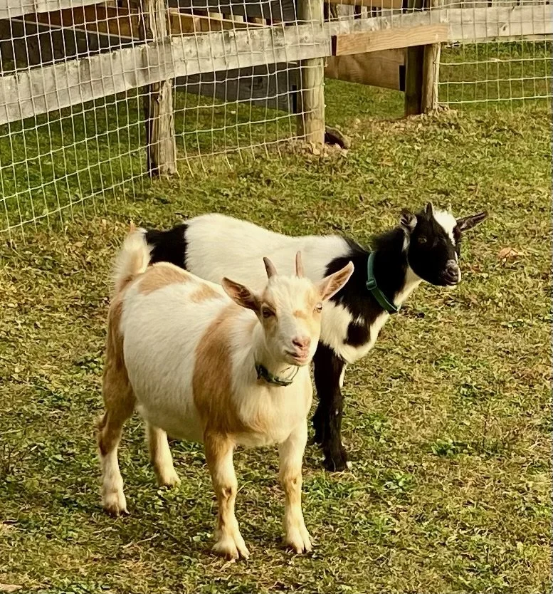 goats-walking-burdick-blueberries-farm-east-otto.jpg (1).JPG