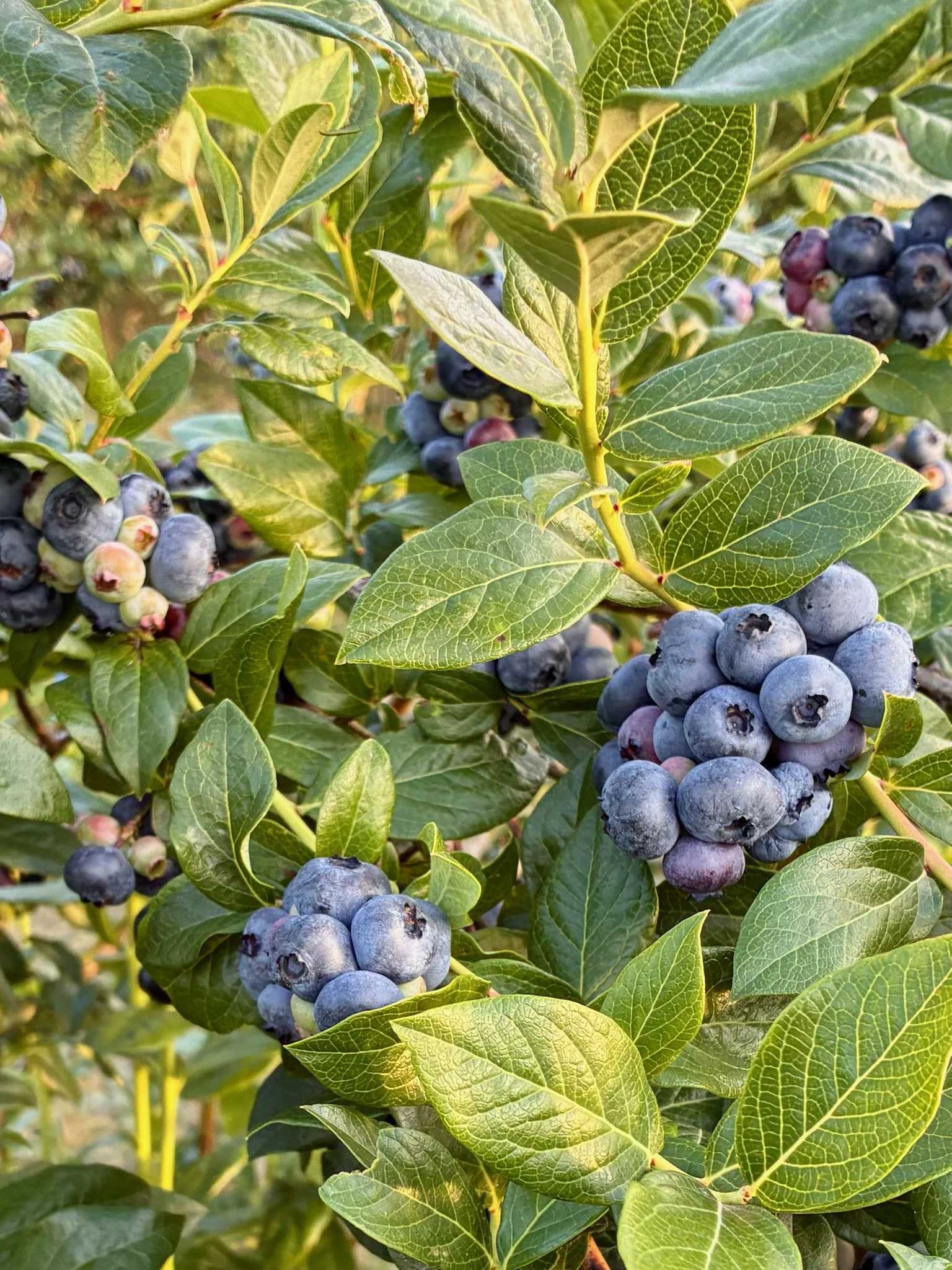 2026 Burdick Blueberries Blueberry Crop