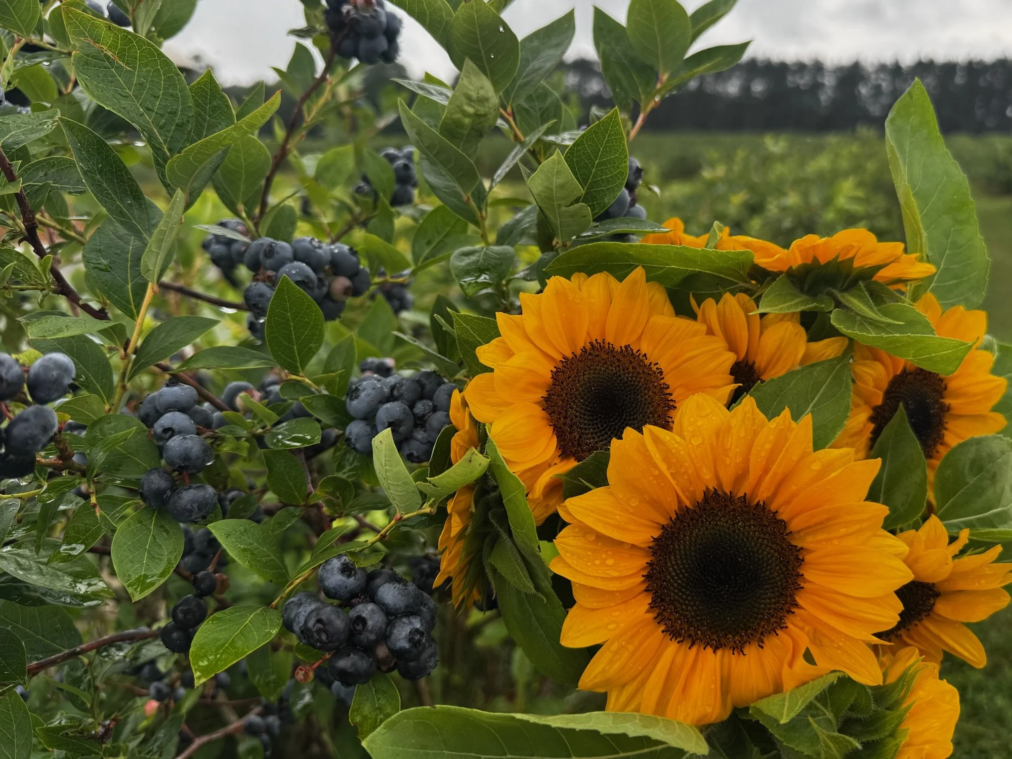 Burdick Blueberries Sunflowers and Berries 
