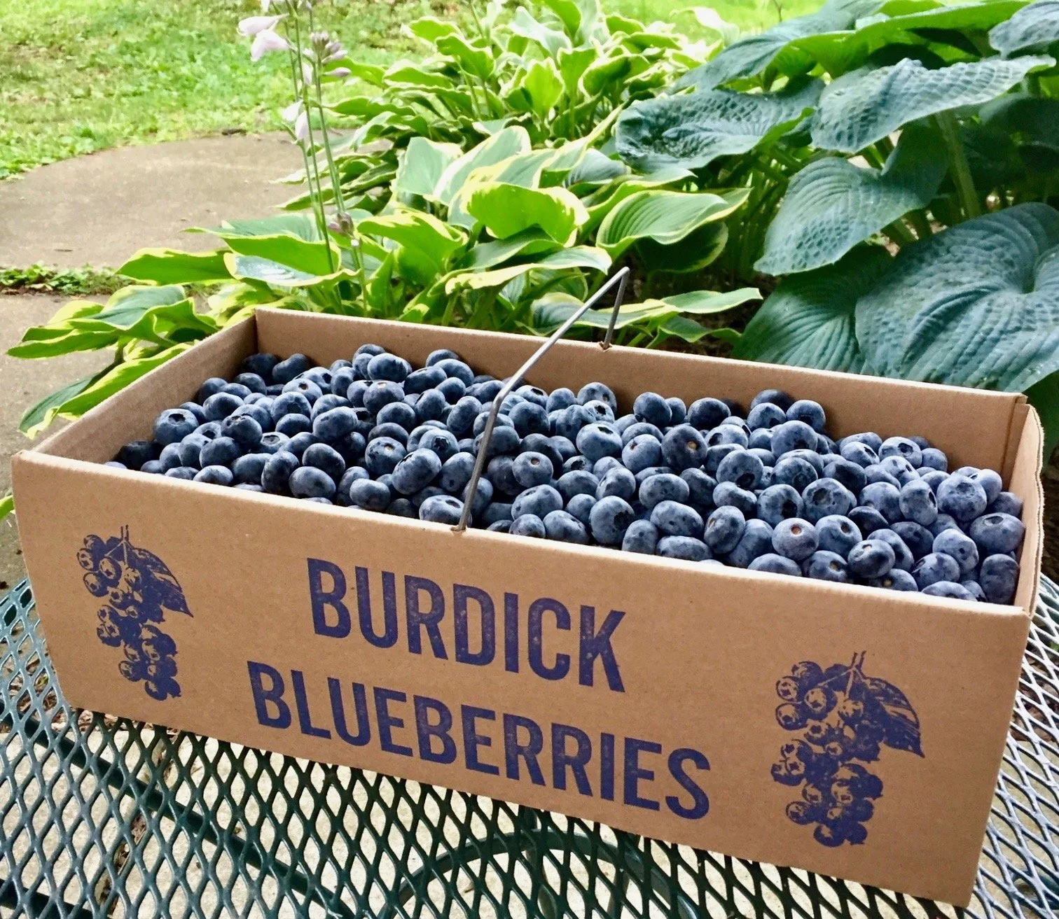 BURDICK BLUEBERRIES