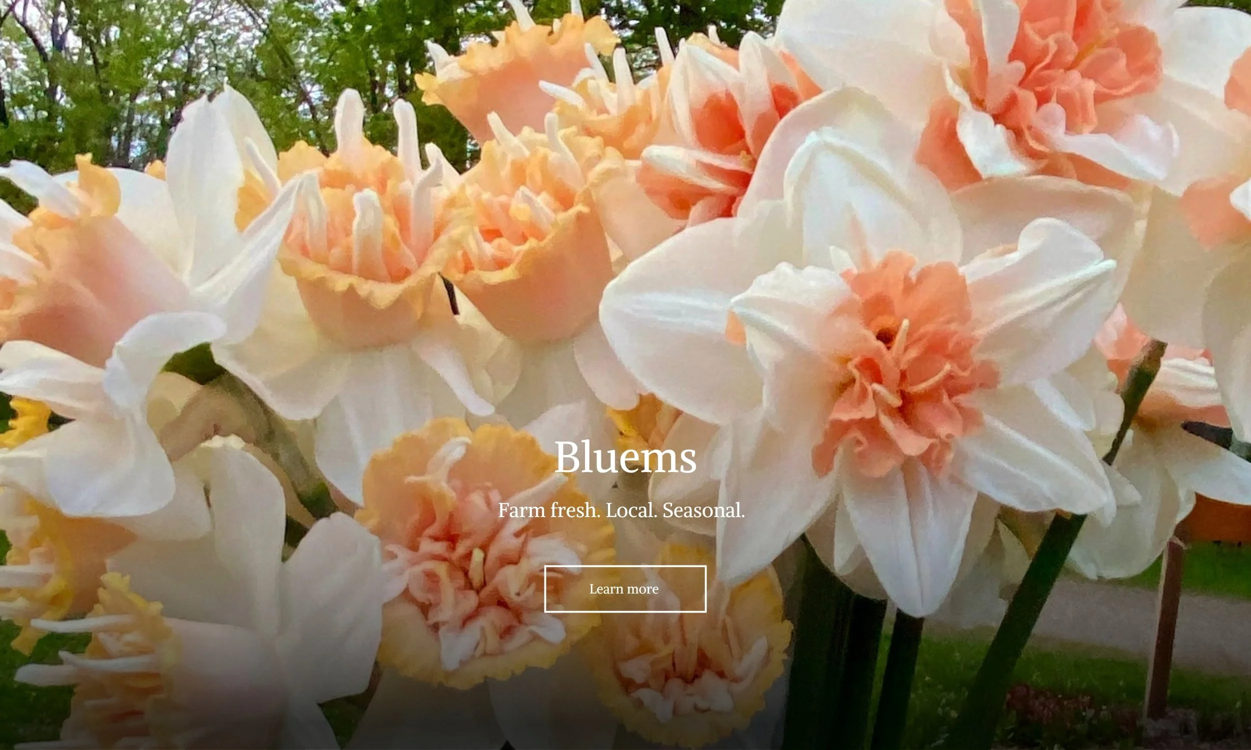 Bluems for Burdick Blueberries showcasing the u-pick flower experience. 