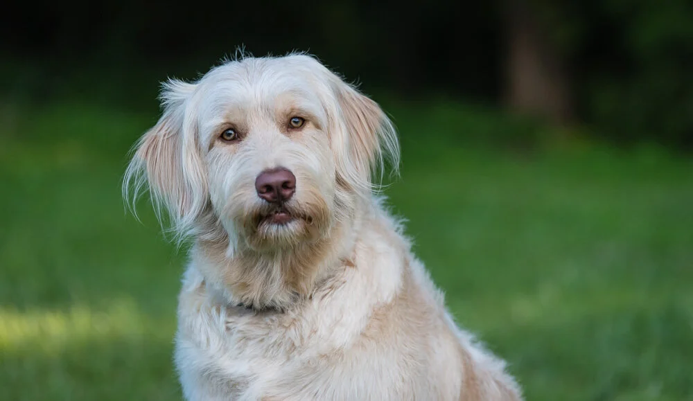 goldendoodle-dog-catch-a-spark-pet-photography-terri-burke.jpg