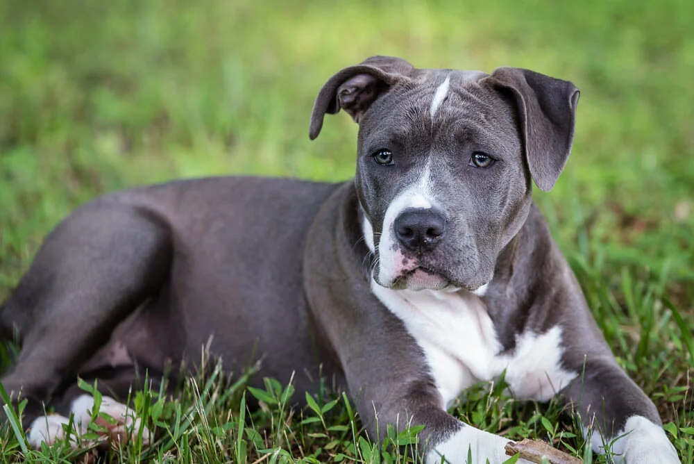 grey-dog-catch-a-spark-pet-photography-terri-burke.jpg