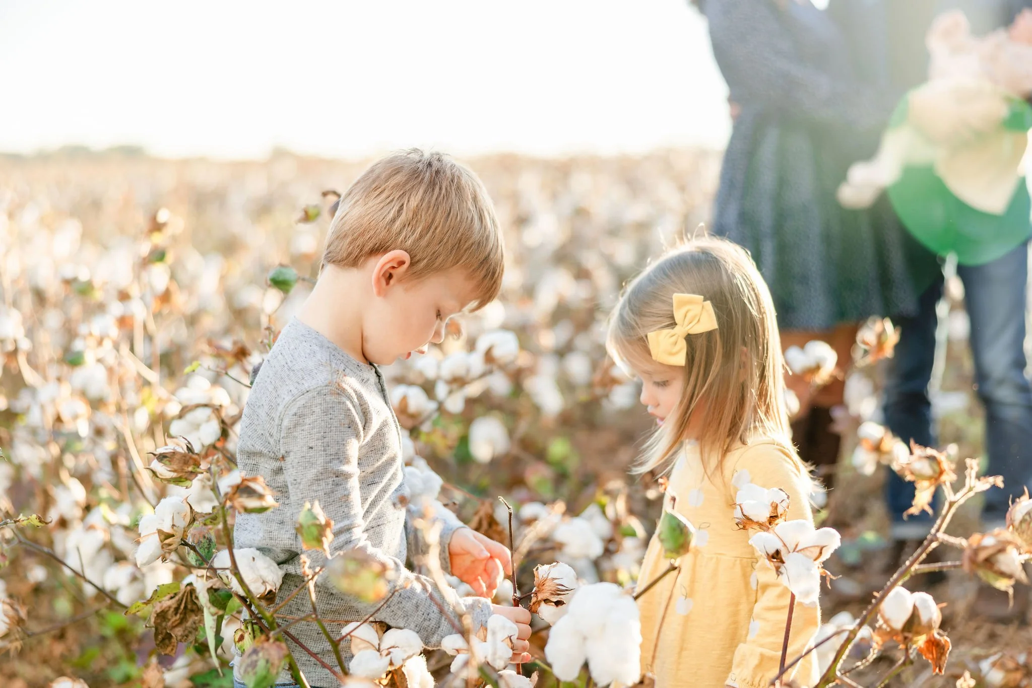 Fall2023FamilyCottonFields-5585.JPG