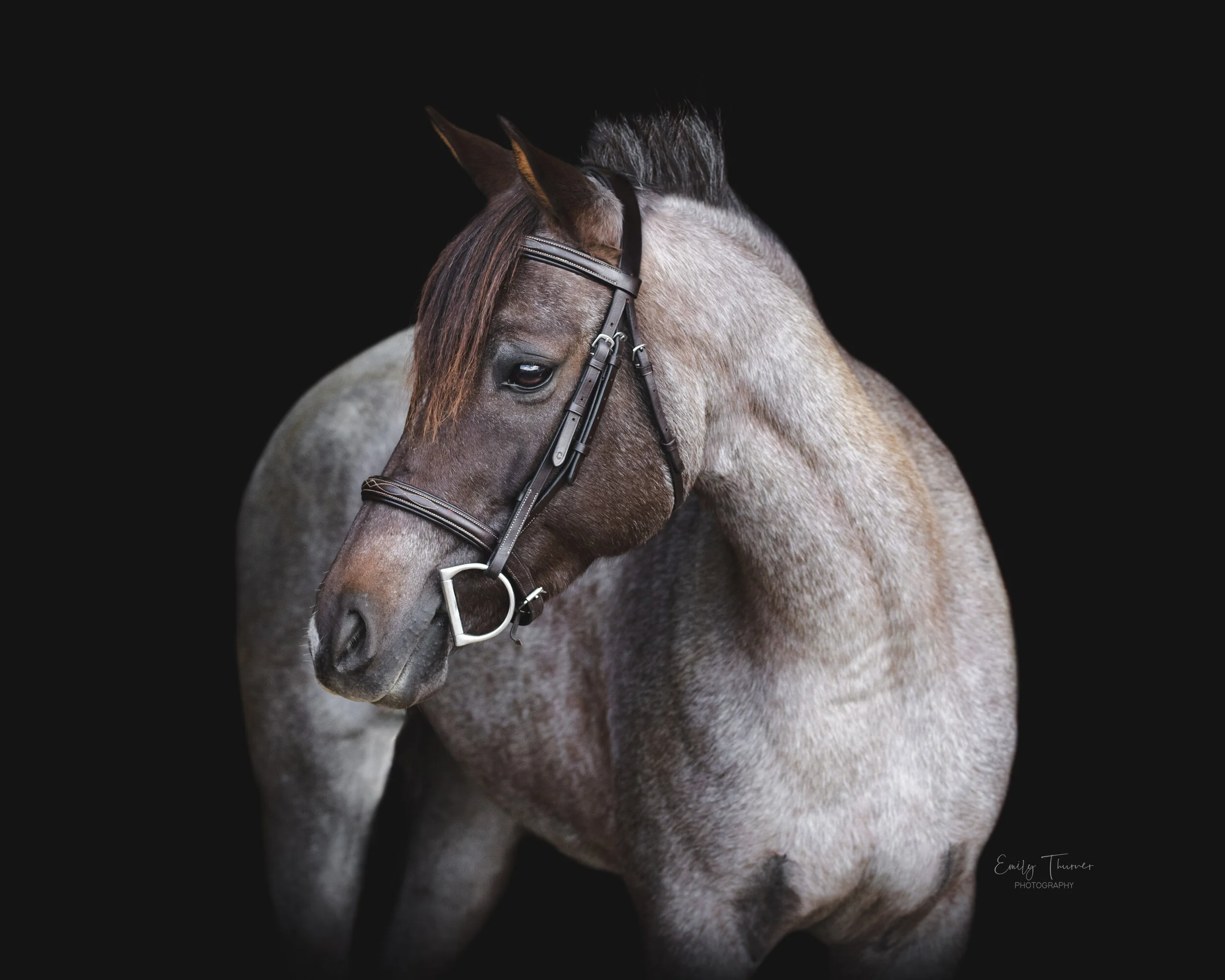 Hawley Farms Stables — Emily Thurner Photography