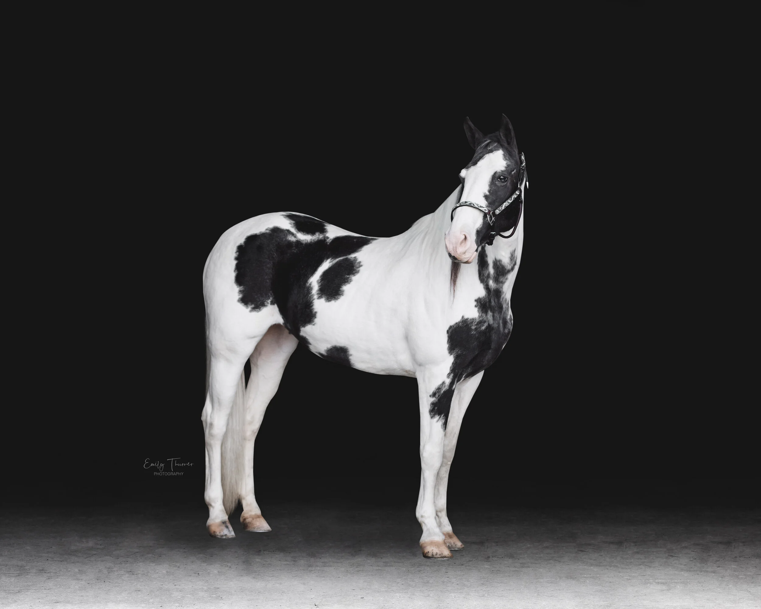 Hawley Farms Stables — Emily Thurner Photography