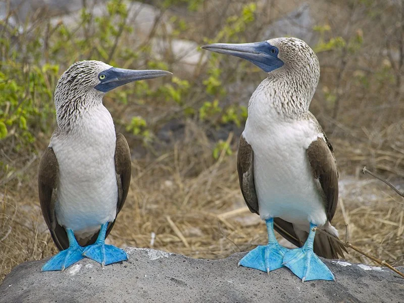 Galapagos Blue_footed_boobies.jpg