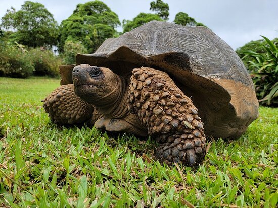 galapagos tortoise.jpg