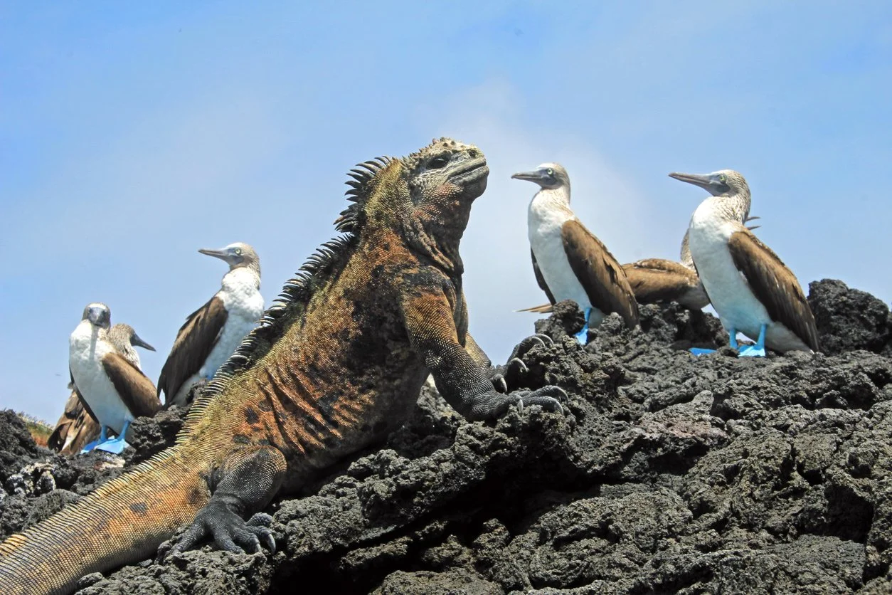 galapagos wildlife.jpg