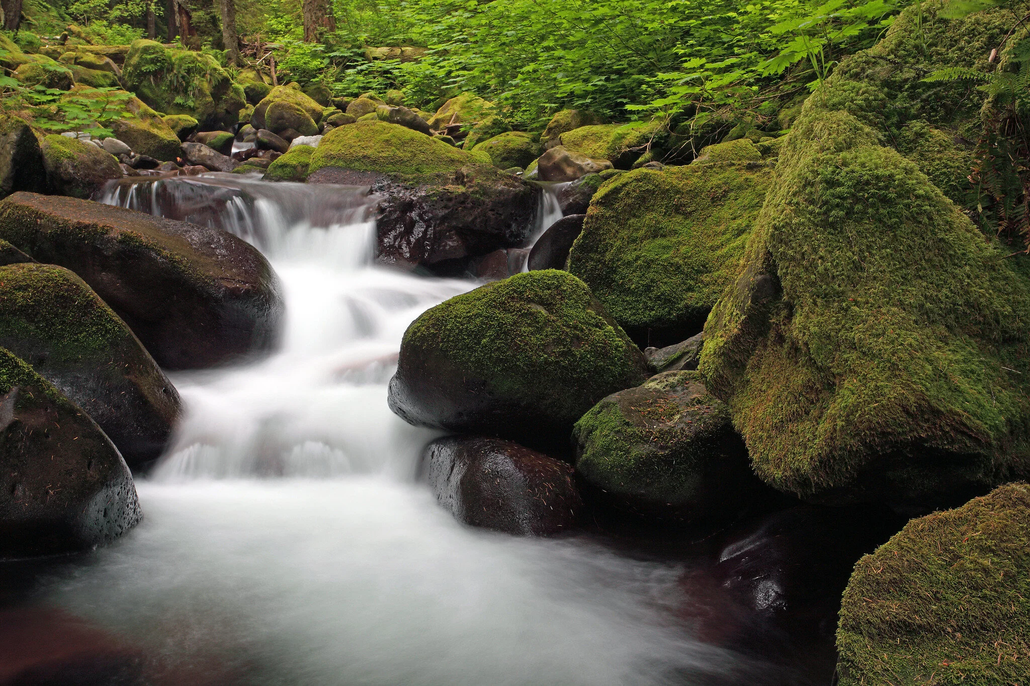 Portland-Counseling-Men-Oregon-Stream.jpg